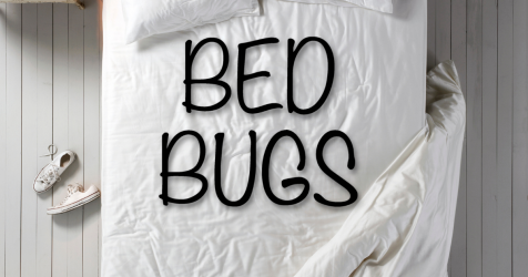 Your WhiteKnights Ultimate Guide to Bed Bug Infestation and Remedy 1