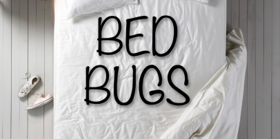 Bed Bug Infestations: Identify and Rectify