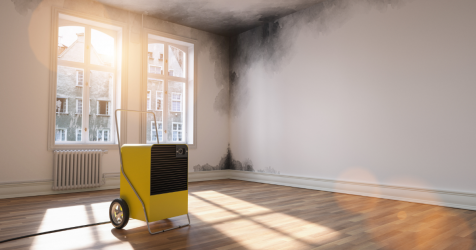Your WhiteKnights Ultimate Guide to Damp Mould and Condensation in Rental Properties1