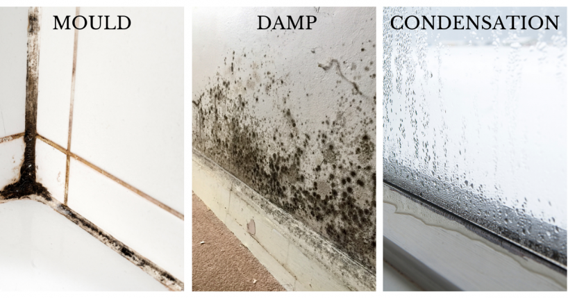 Your WhiteKnights Ultimate Guide to Damp Mould and Condensation in Rental Properties2