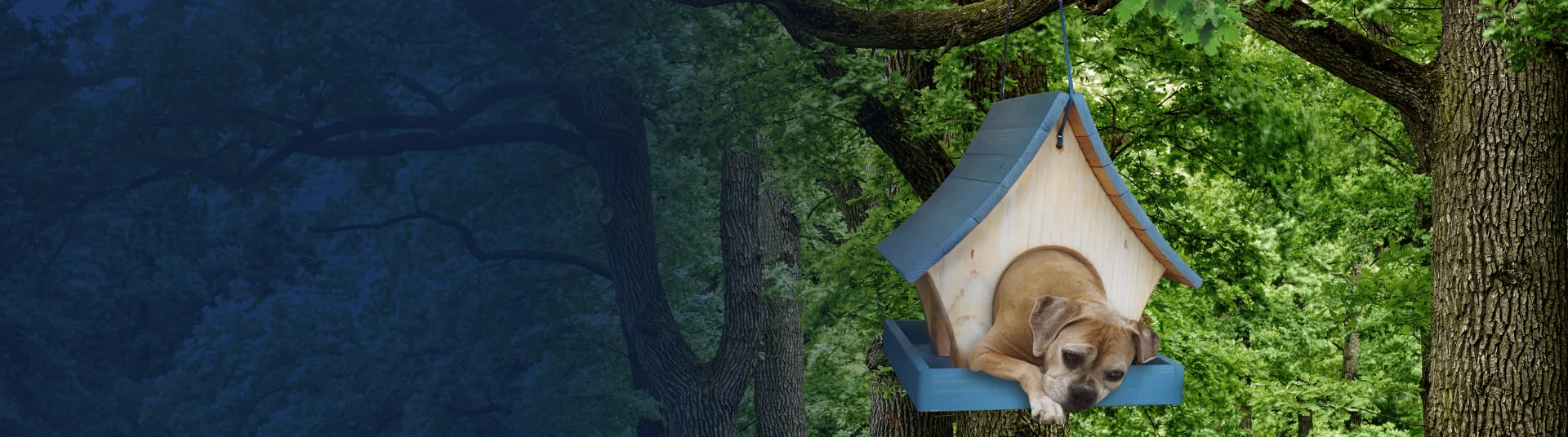 Dog at tree house